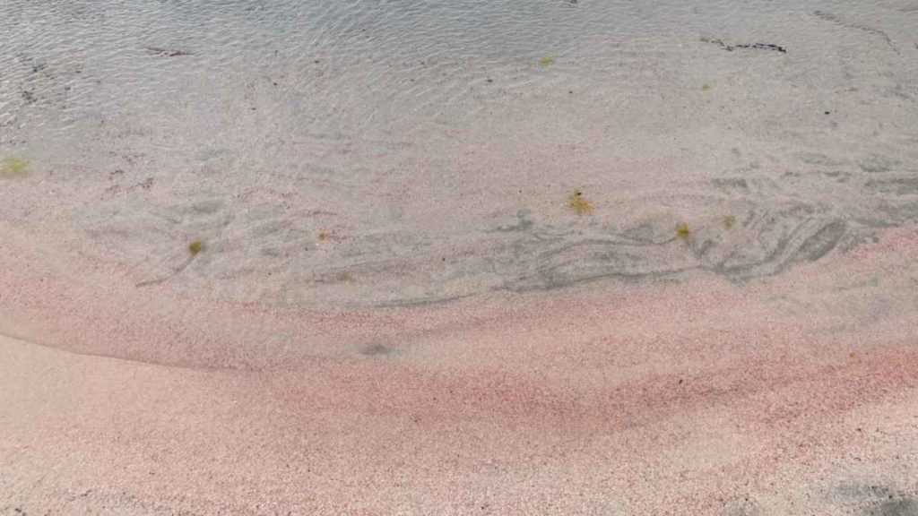 ピンクビーチの砂はホントにピンク